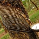 Giá trị xuất khẩu cao su của Thái đạt hơn 4 tỉ USD