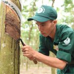 Cao su Bình Long quyết tâm đạt thành tích cao tại hội thi cấp ngành