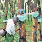 Giá cao su châu Á tăng đồng loạt