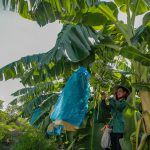 Nông nghiệp ứng dụng công nghệ cao góp phần phát triển bền vững