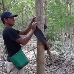 Sáng kiến lấy mủ sớm, tạo tính chủ động trong công việc