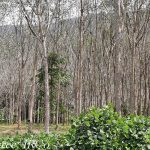 Bệnh rụng lá Pestalotiopsis bùng phát trở lại tại Thái Lan