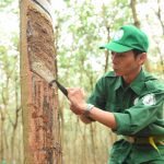 19 đơn vị về trước kế hoạch sản lượng