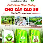 Chú trọng vai trò dinh dưỡng cho cao su tái canh