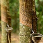 Chính phủ Ấn Độ dự chi 11 tỷ Rupee mở rộng ngành công nghiệp cao su