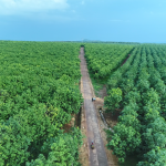 Phát triển cao su bền vững trong bối cảnh biến đổi khí hậu