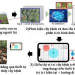 Công nghệ chẩn đoán bệnh rễ trắng trên cây cao su dựa trên phân tích hình ảnh bằng trí tuệ nhân tạo ...