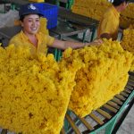 Phát triển sản phẩm cao su thiên nhiên thương hiệu VRG theo hướng bền vững