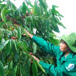 Ổn định đời sống, gắn bó lâu dài với vườn cây