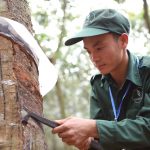 Những đôi tay vùng cao làm cao su