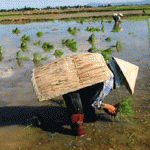 Áo tơi anh quàng