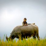 Hình ảnh con trâu trong ca dao, tục ngữ
