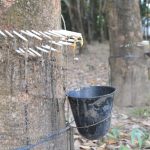 Cao su tiểu điền: Lạm dụng chất kích thích để khai thác mủ