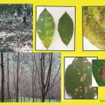 Vườn cao su Sri Lanka đối mặt với bệnh lá Pestalotiopsis