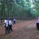 Nâng cao năng suất, chất lượng vườn cây khu vực Tây Nguyên