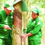 Thuận lợi bước vào mùa cạo mới