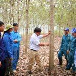 Cao su Dầu Tiếng - Lai Châu: Sẵn sàng khai thác mủ