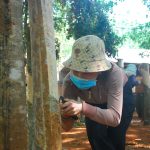 Đi đâu cũng không bằng làm công nhân cao su