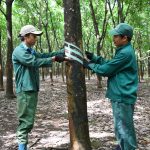 Công đoàn Cao su Bình Thuận: Nhiều hoạt động ý nghĩa