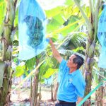 Trồng xen - lợi ích kép