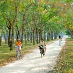 Mã Bà Đầm và ký ức tuổi thơ
