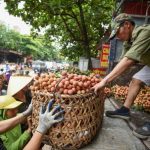 Tìm giải pháp tiêu thụ nông sản đến mùa thu hoạch