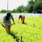 Gắn phát triển kinh tế rừng với bảo vệ môi trường