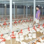 Ngành chăn nuôi lao đao, nông dân thiệt hại