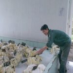 Bí thư Chi đoàn gương mẫu ở Nông trường Lai Uyên