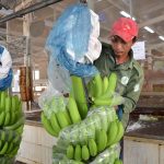 Chuối Thanh An: Trái ngọt nông nghiệp công nghệ cao