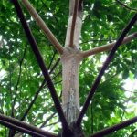 Một số tồn tại trong công tác trị bệnh nấm hồng trên vườn cây cao su