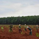 Thời tiết thuận lợi, Cao su Đồng Nai ra quân tái canh trồng mới