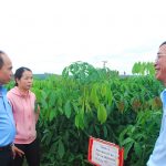 Cao su Chư Prông đảm bảo cây giống chất lượng cho vụ trồng mới
