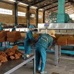 Cao su Bắc Trung bộ: Vượt lên đại dịch Covid -19, phấn đấu hoàn thành kế hoạch