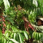 Nan giải tìm lao động thu hoạch cà phê