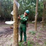 Chị Vương Thị Lan: Hoàn thành sản lượng được giao trước 5 tháng