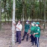 Nông trường Lai Uyên, Cao su Phước Hòa: Hoàn thành xuất sắc kế hoạch sản lượng năm 2021