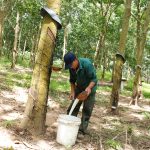 Cao su Krông Buk về trước kế hoạch sản lượng 32 ngày