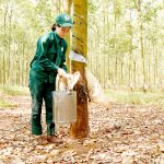 Cao su Lộc Ninh tăng tốc về đích