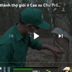 Giúp nhau trở thành thợ giỏi ở Cao su Chư Prông