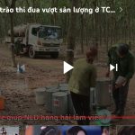 Sôi nổi phong trào thi đua vượt sản lượng ở TCT Cao su Đồng Nai