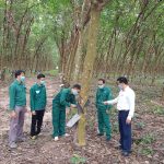 Cao su Đồng Nai - Kratie về trước kế hoạch sản lượng 32 ngày