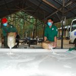 Tổ khai thác 10 – Nông trường Hà Tây, Cao su Chư Păh: Hoàn thành sản lượng trước 60 ngày