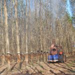 Ứng dụng quy trình phòng trị bệnh phấn trắng trên vườn cây cao su kinh doanh - hiệu quả đa mục đích