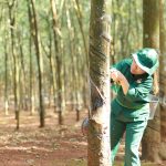 Cao su Phú Thịnh: Đơn vị đầu tiên của khu vực Đông Nam Bộ về trước kế hoạch sản lượng
