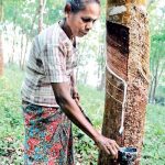 Sri Lanka nâng cao hiệu quả hoạt động của cao su tư nhân