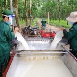 Cao su Tây Ninh phấn đấu vượt 12% sản lượng