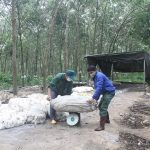 Cao su Sơn La: Ổn định việc làm, nâng cao thu nhập