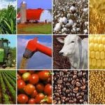 Xuất khẩu nông, lâm, thủy sản lập kỷ lục, tiến sát mốc 50 tỷ USD