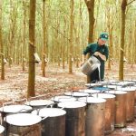 Xuất khẩu cao su Việt Nam đứng vị trí thứ 4 tại Ấn Độ